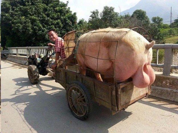 Tesla Cybertruck China-built Tesla cars secure subsidies mime-attachment