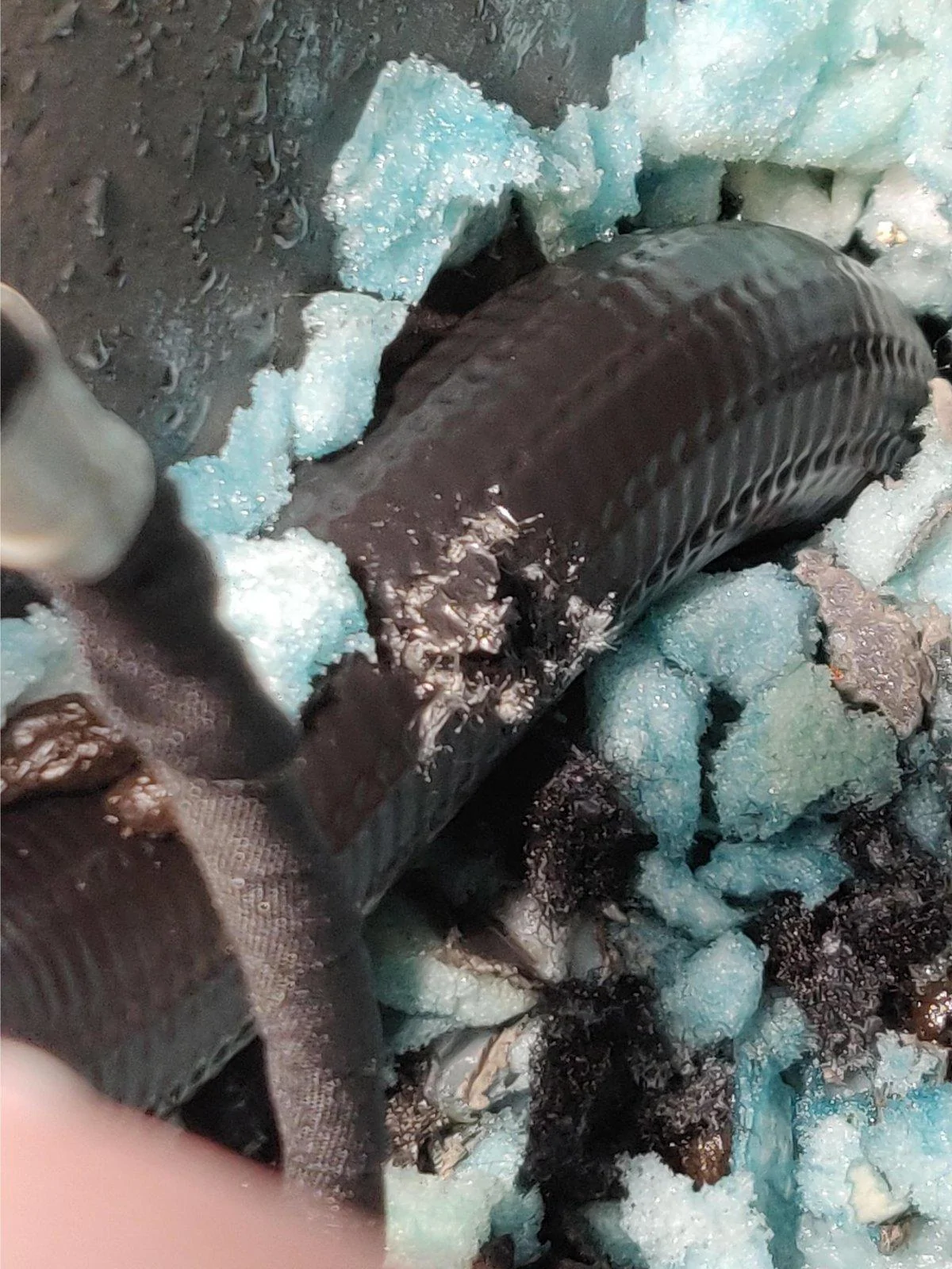 Tesla Cybertruck Wire Eating Rats MicrosoftTeams-image (4)