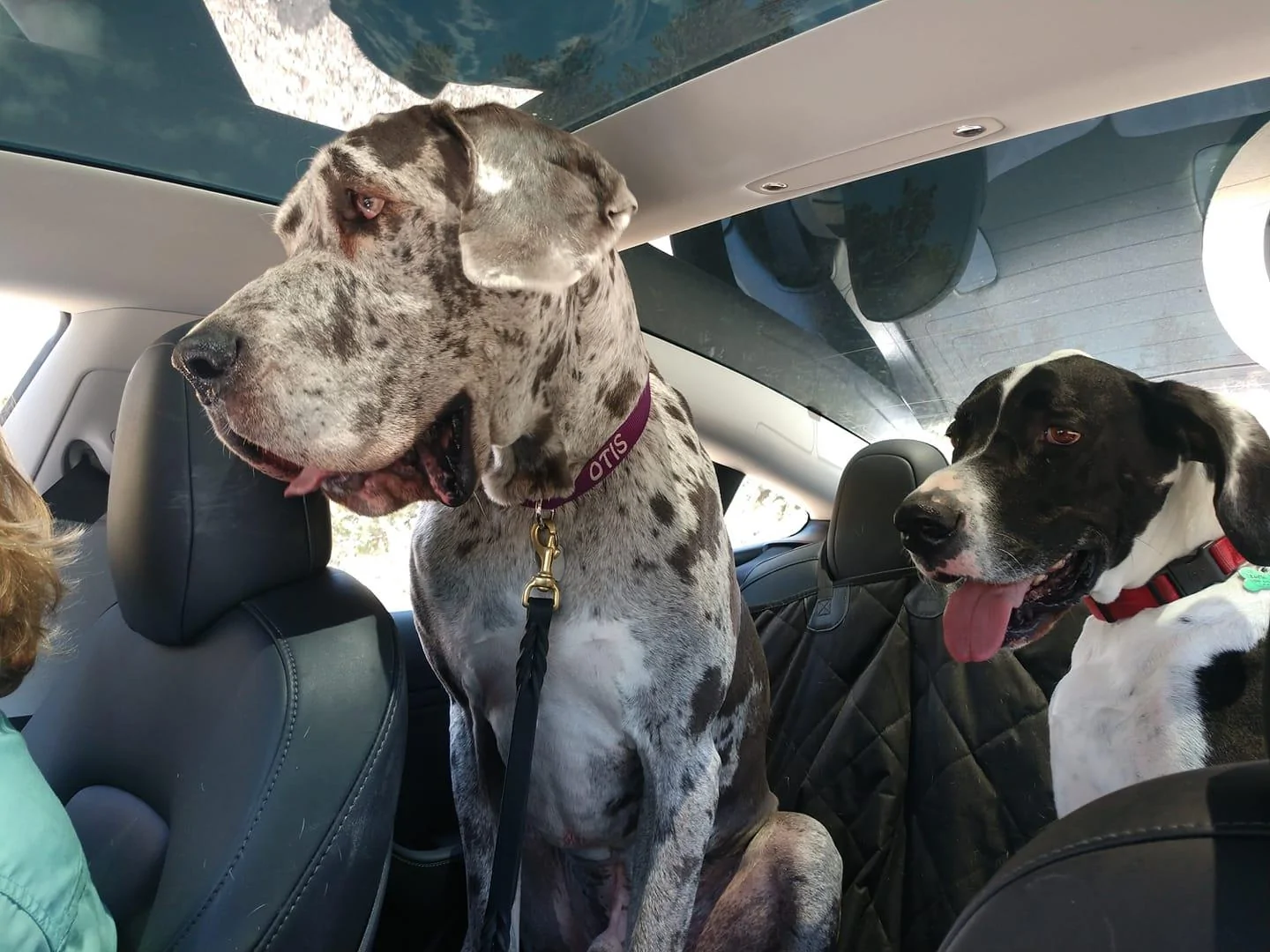 Tesla Cybertruck Hey Dog Lovers, Campers, Contractors, and DIY folks! How do we petition the inventor of "Dog-Mode", to give Cyber a pass thru rear window option? 'Dem2Dawgz in tesla