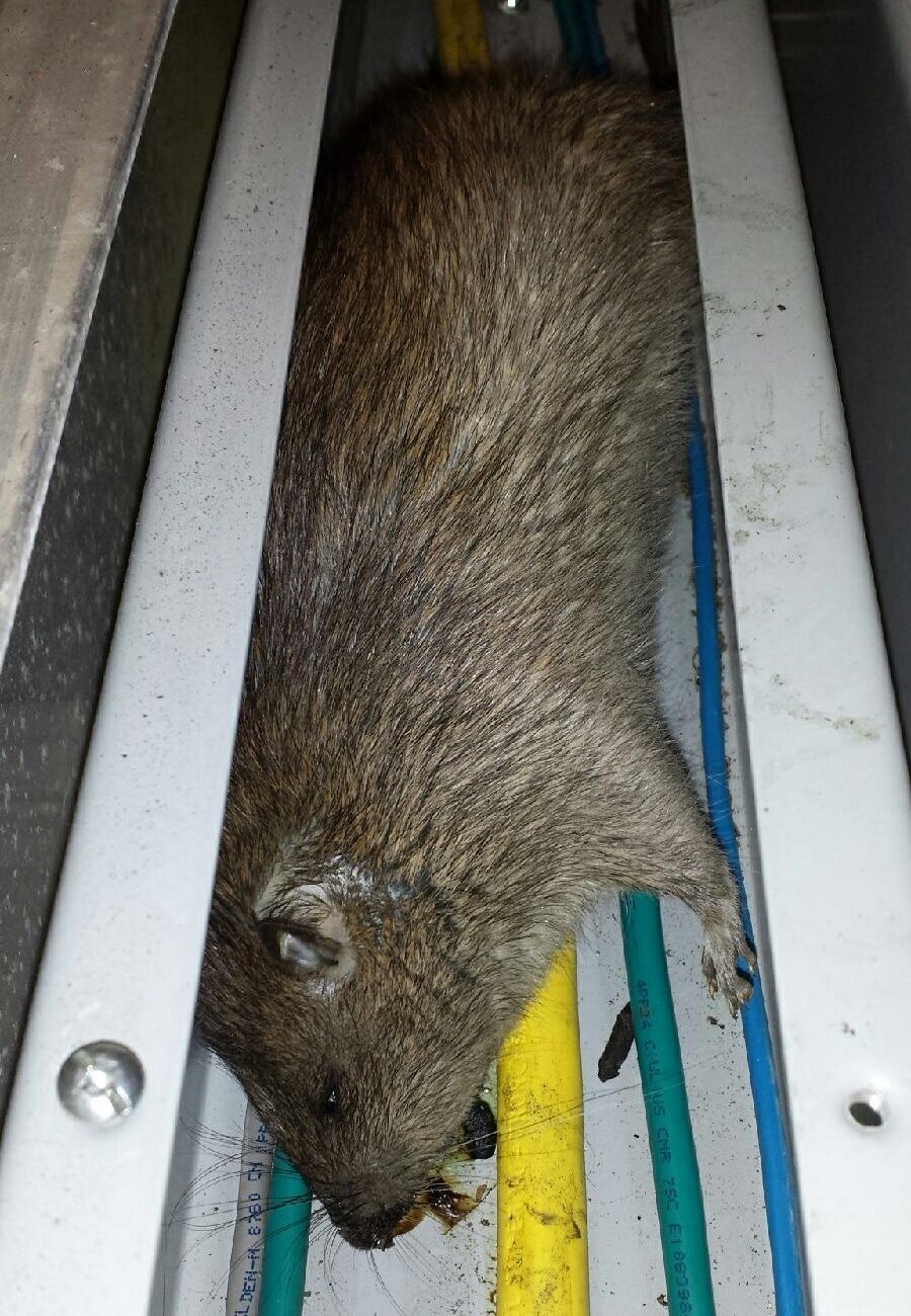 Tesla Cybertruck Wire Eating Rats 1B7FA2BF-BD00-4EB9-BAB8-C3CF9FB87FB5