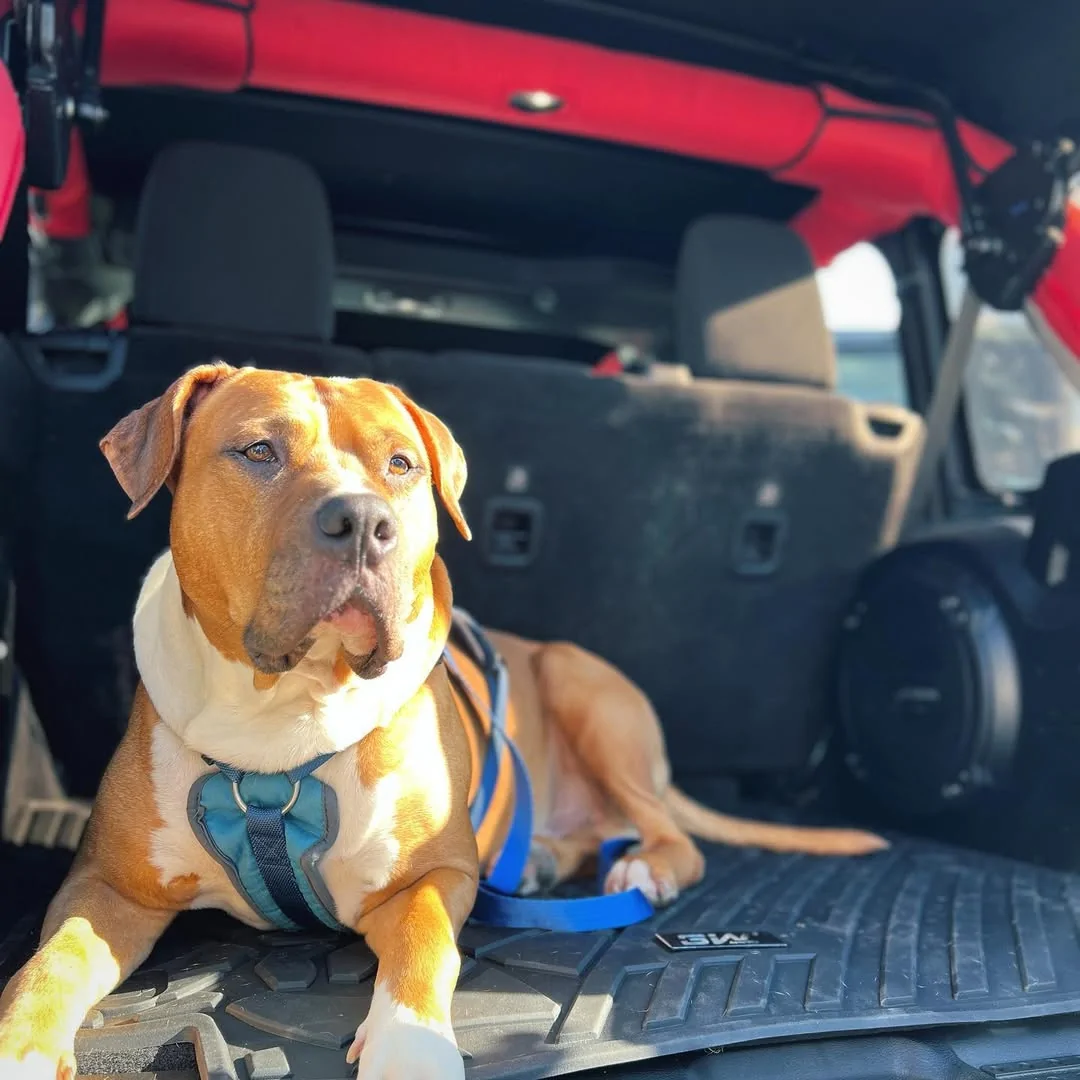 Tesla Cybertruck 🐾 The Perfect Car Mats for Pet Owners! Easy to Clean & Scratch-Resistant 🚗 _rubiiithejeep5