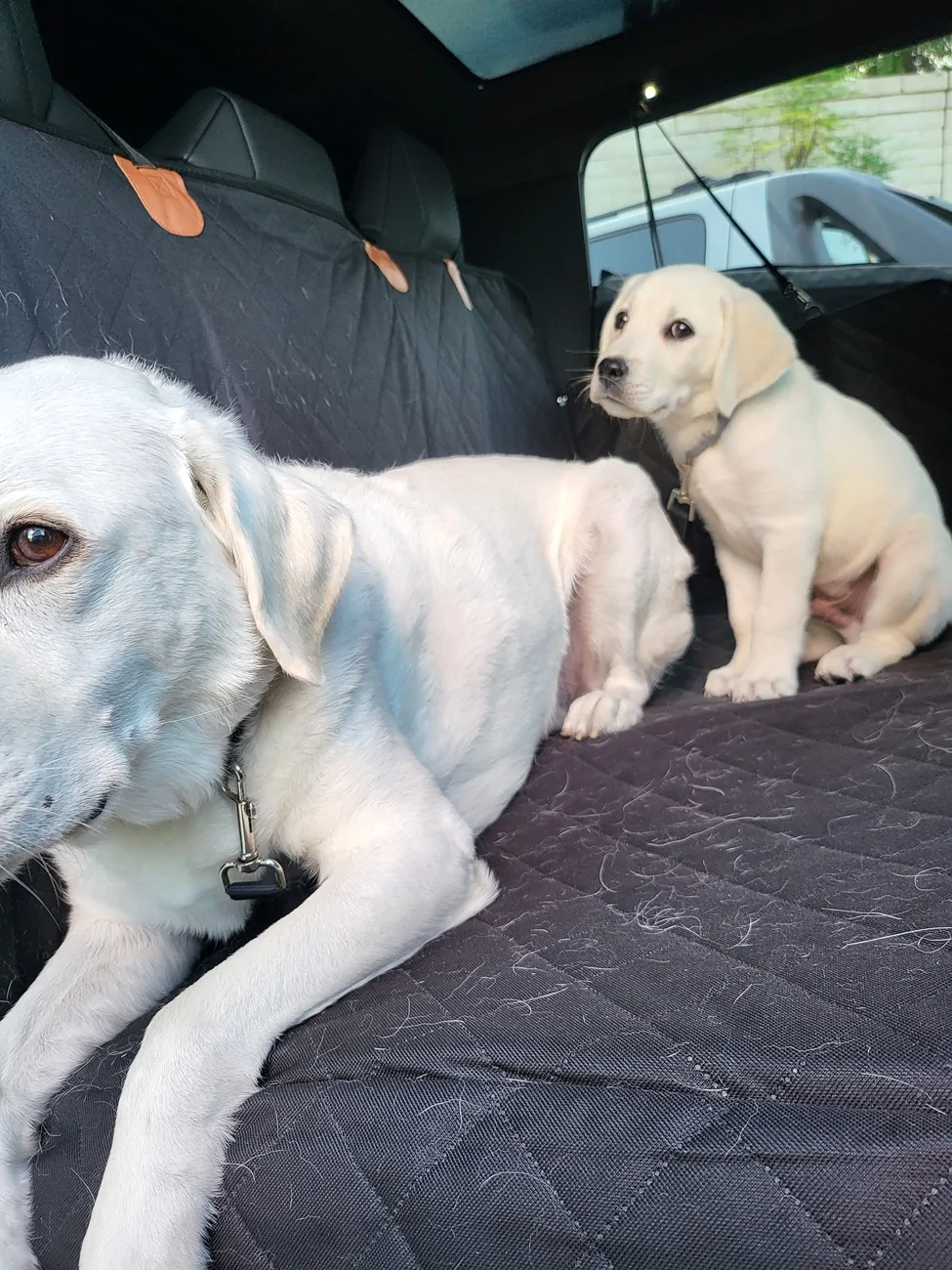 Tesla Cybertruck Back seat dog hammock - recommendations? 20240722_071417