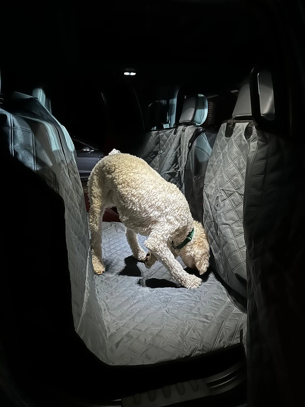 Tesla Cybertruck Back seat dog hammock - recommendations? IMG_1872