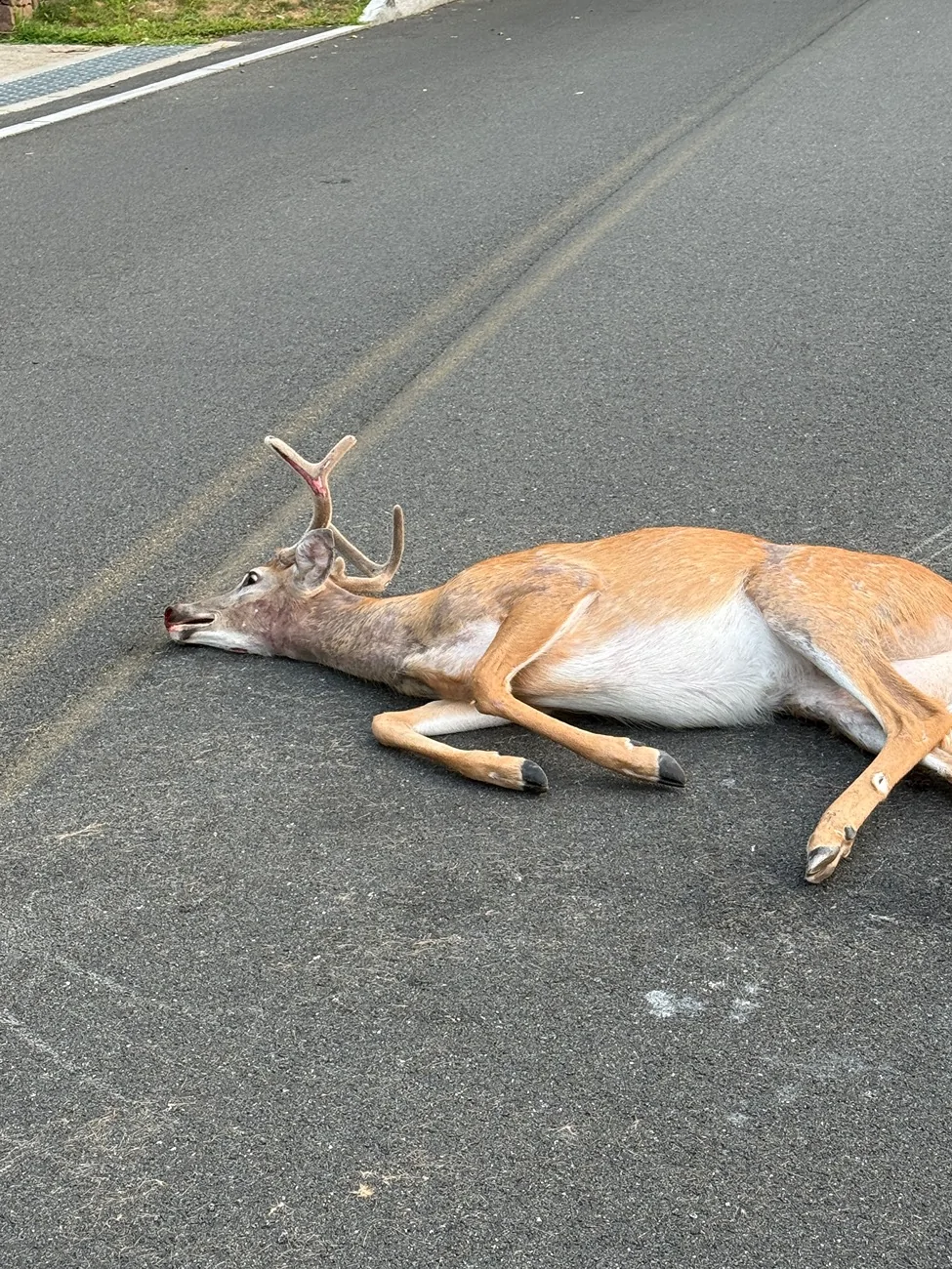 Tesla Cybertruck Deer collision IMG_9158