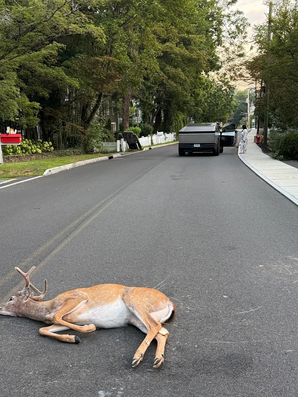 Tesla Cybertruck Deer collision IMG_9157