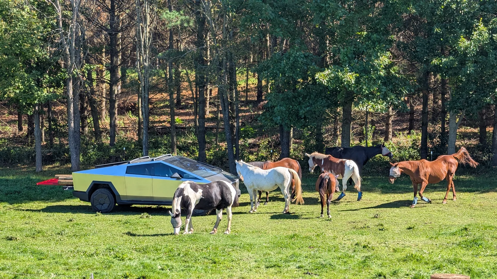 Tesla Cybertruck What Are You Hauling in your Cybertruck? 🦾 👷‍♂️ 1000012798