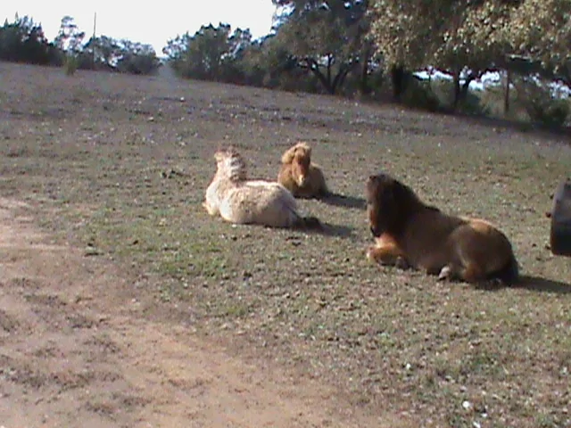 DSC00037.webp