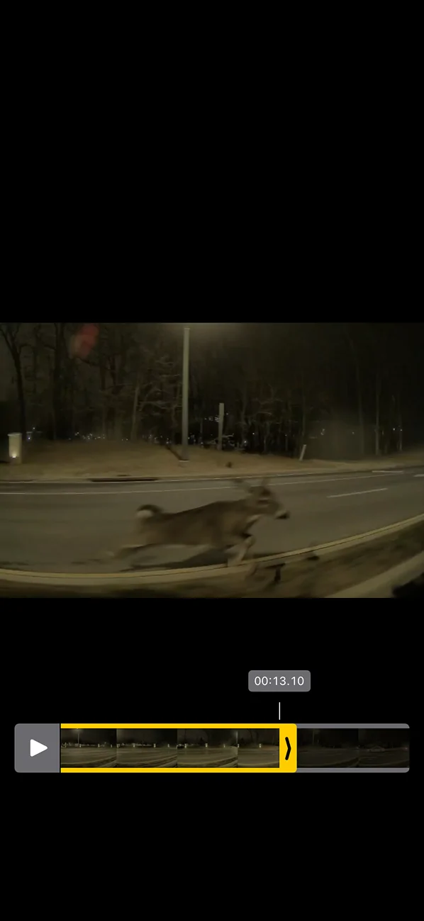 Tesla Cybertruck This deer was aiming for us IMG_0742