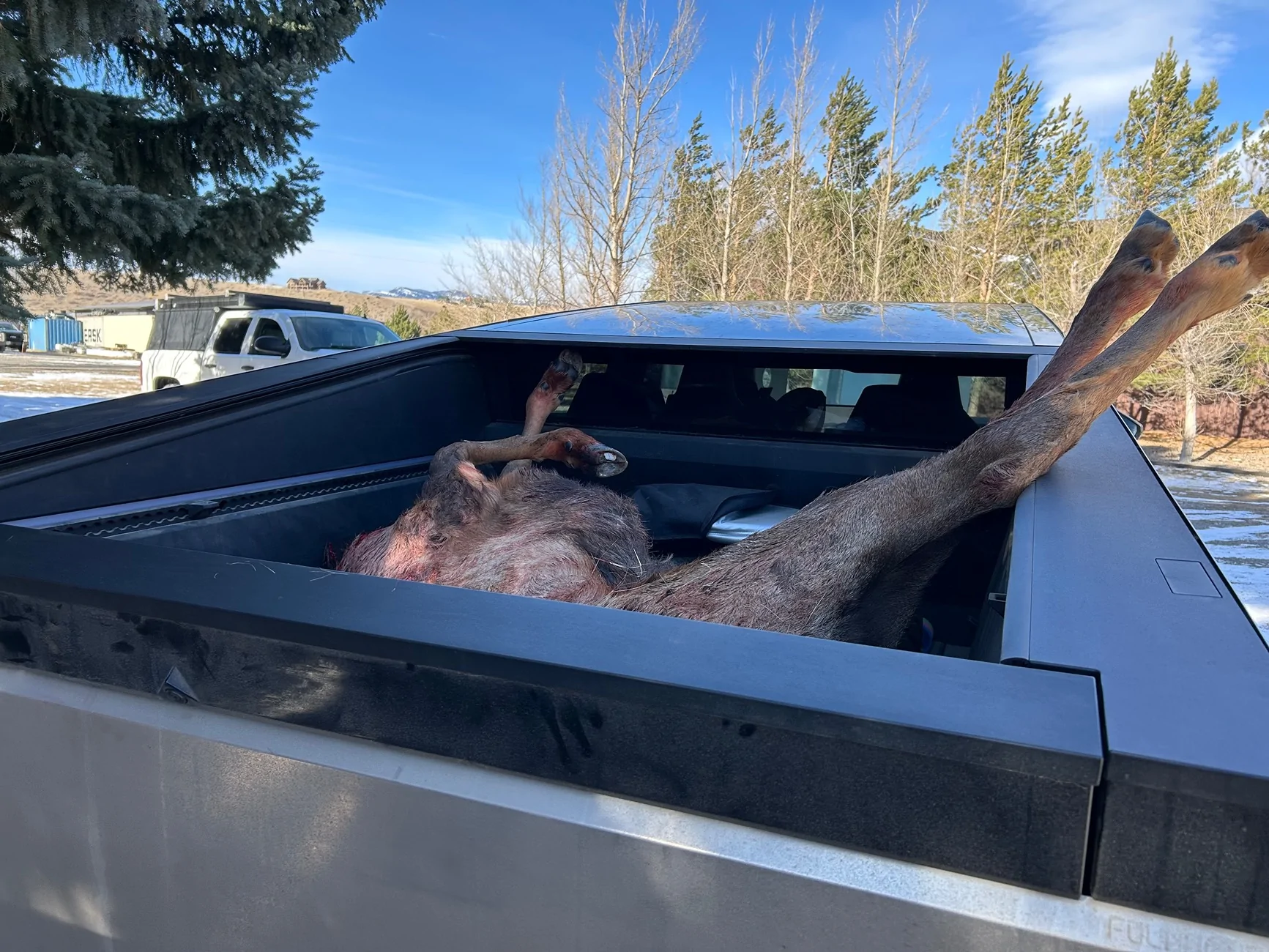 Tesla Cybertruck First for Cybertruck???? Harvested Elk in bed IMG_1789