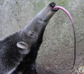 Tesla Cybertruck My charging cable highway. giant-anteater-tongue