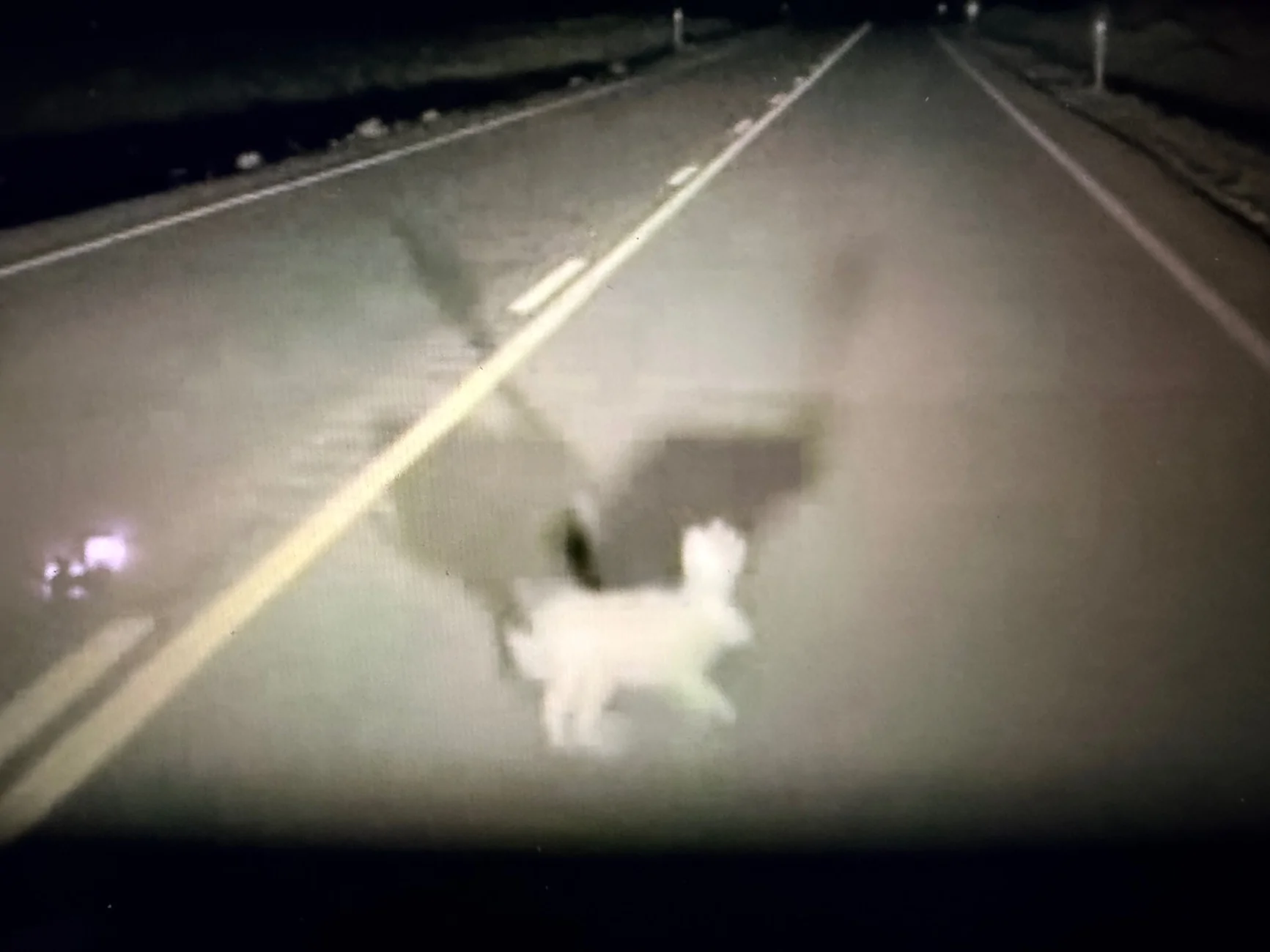 Tesla Cybertruck Hit a deer doing 55 mph in NC IMG_2983