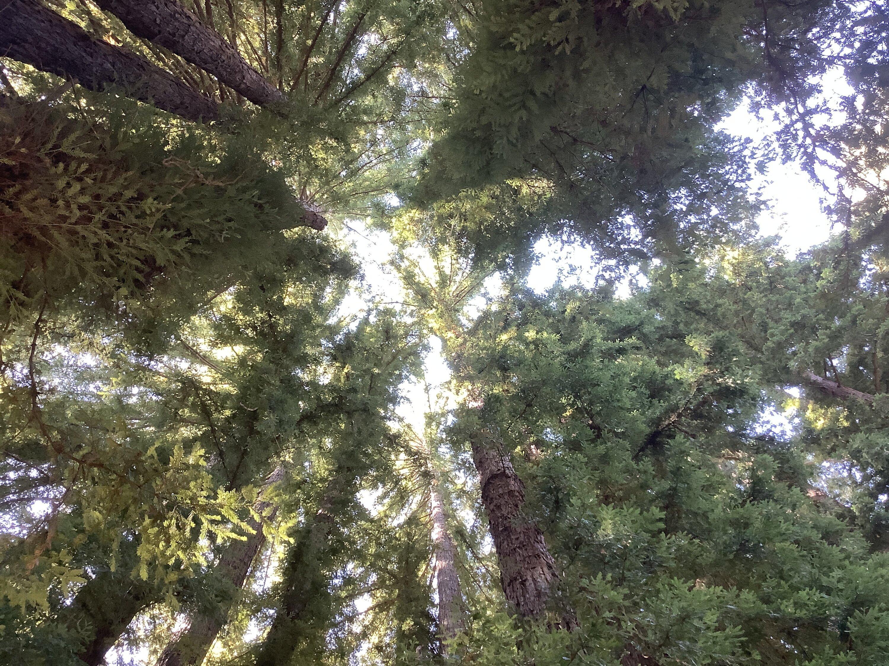 C0A94297-F62D-477C-898B-3C8814503D72.jpeg