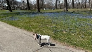 Tesla Cybertruck How will you take your dog? TrixieFlowersGrass