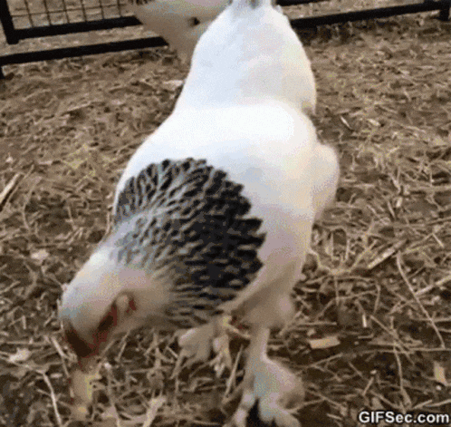 Tesla Cybertruck [Video + Pics] Cybertruck suspension at high setting height (loading onto trailer and public streets) chicken-chicken-peckin