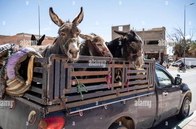 Tesla Cybertruck Cybertruck top speed acceleration from stop light! 🚀  Don't blink! 😳 donkeys-loaded-on-a-pickup-trailer-2PP08RK
