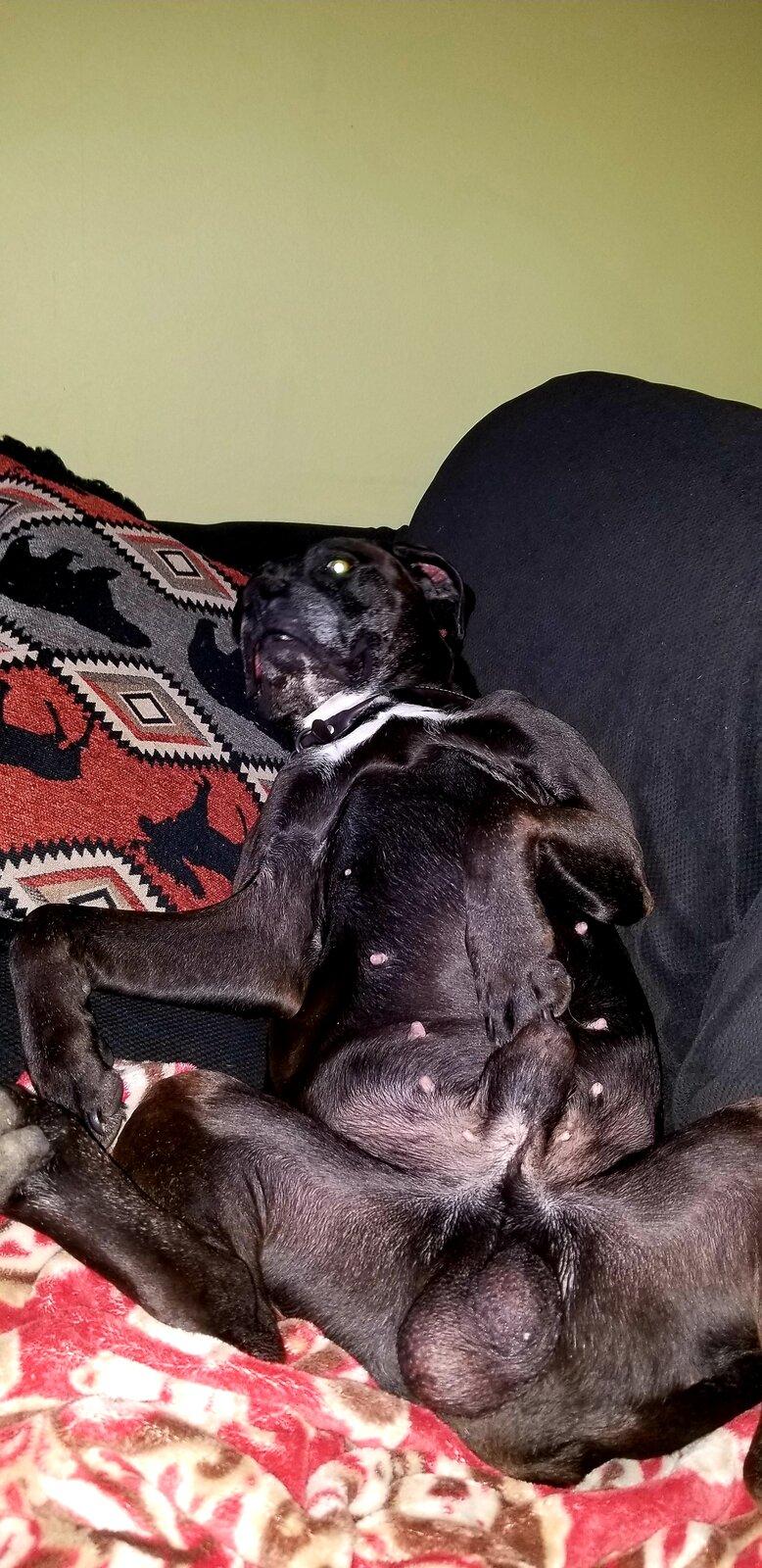 Tesla Cybertruck What is the best dog for CT? 20190205_210037
