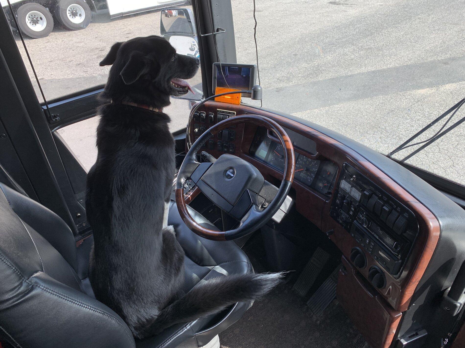 Tesla Cybertruck What is the best dog for CT? F1CBE12D-C4C4-405F-B6BC-2E63DBEF25AB