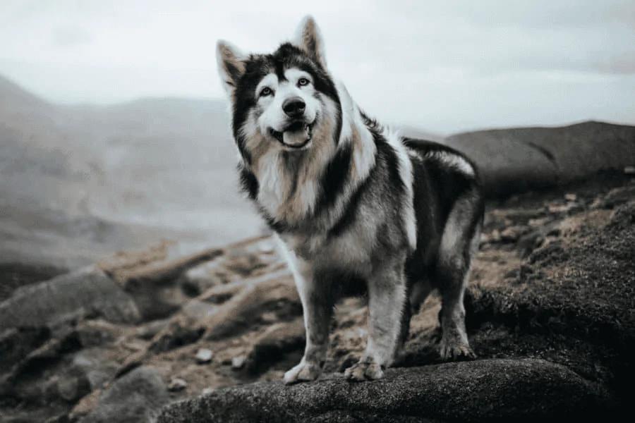 Tesla Cybertruck What is the best dog for CT? 1600108852964