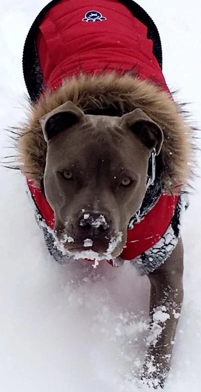 Tesla Cybertruck What is the best dog for CT? 35B5C2EF-A94D-4A8B-AD4C-FE9DB343092E