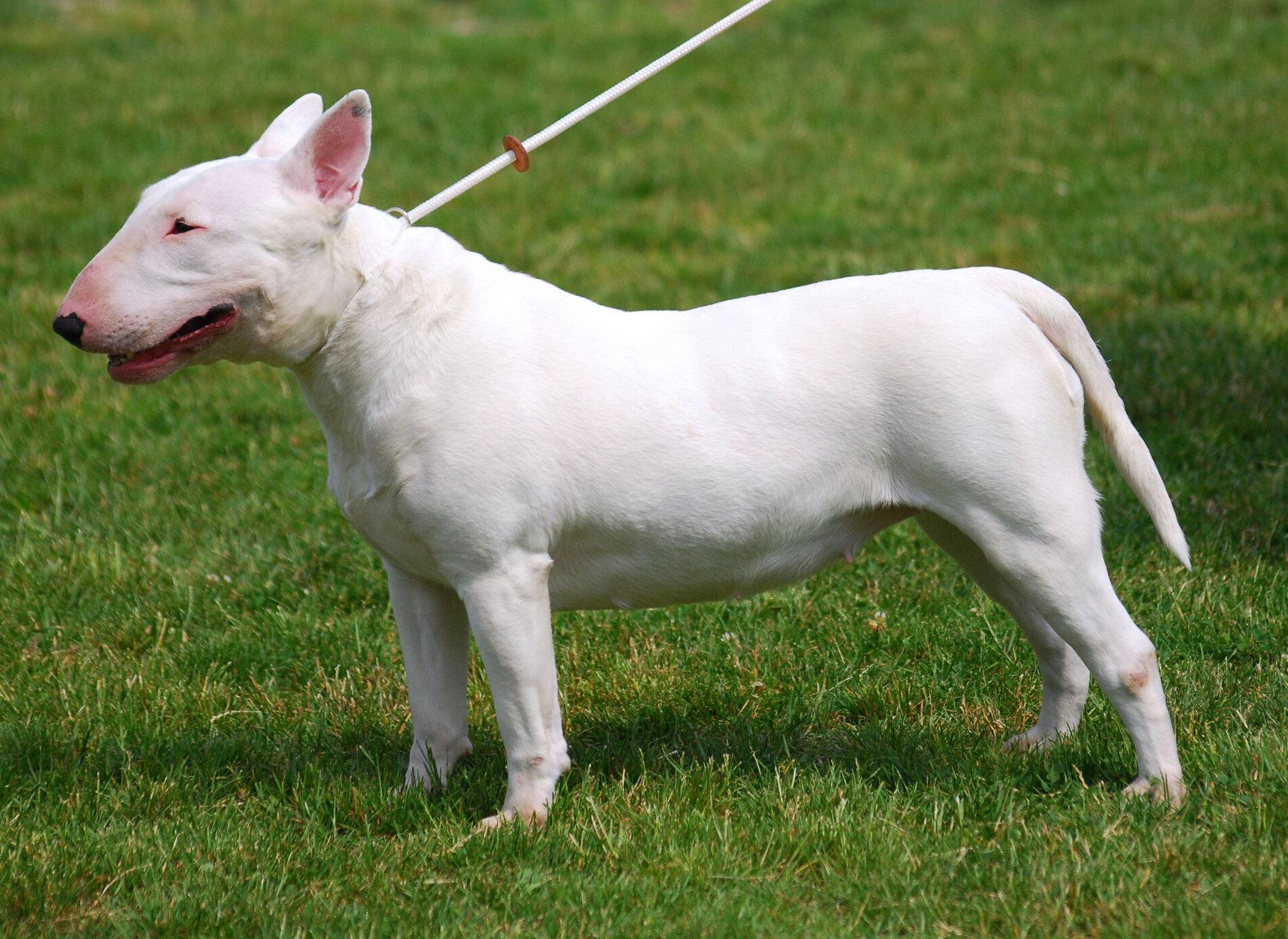 Tesla Cybertruck What is the best dog for CT? Bull_Terrier_R_01[1]