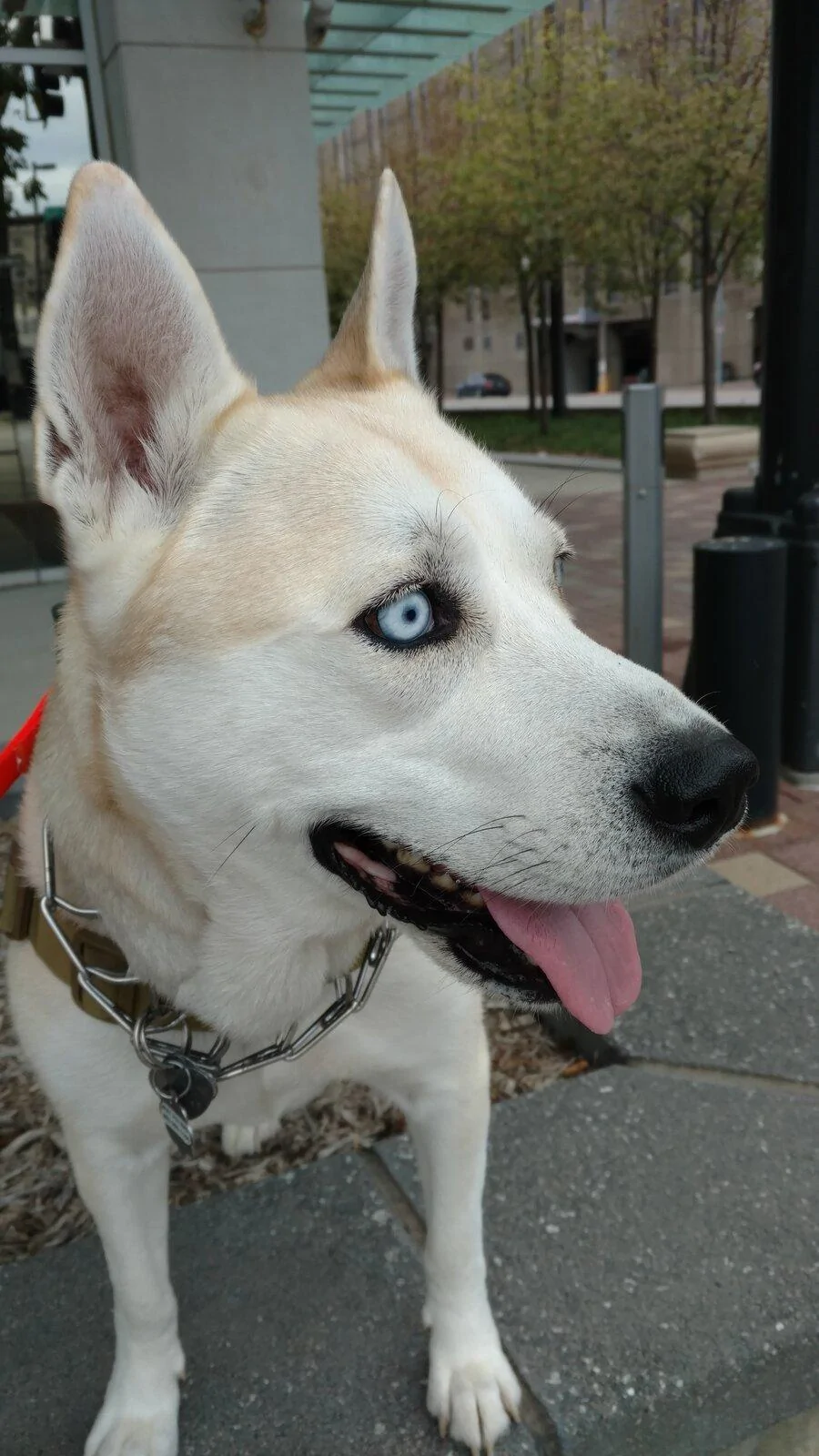Tesla Cybertruck What is the best dog for CT? CB0E8435-198E-438F-AB67-AEF3D13472C2