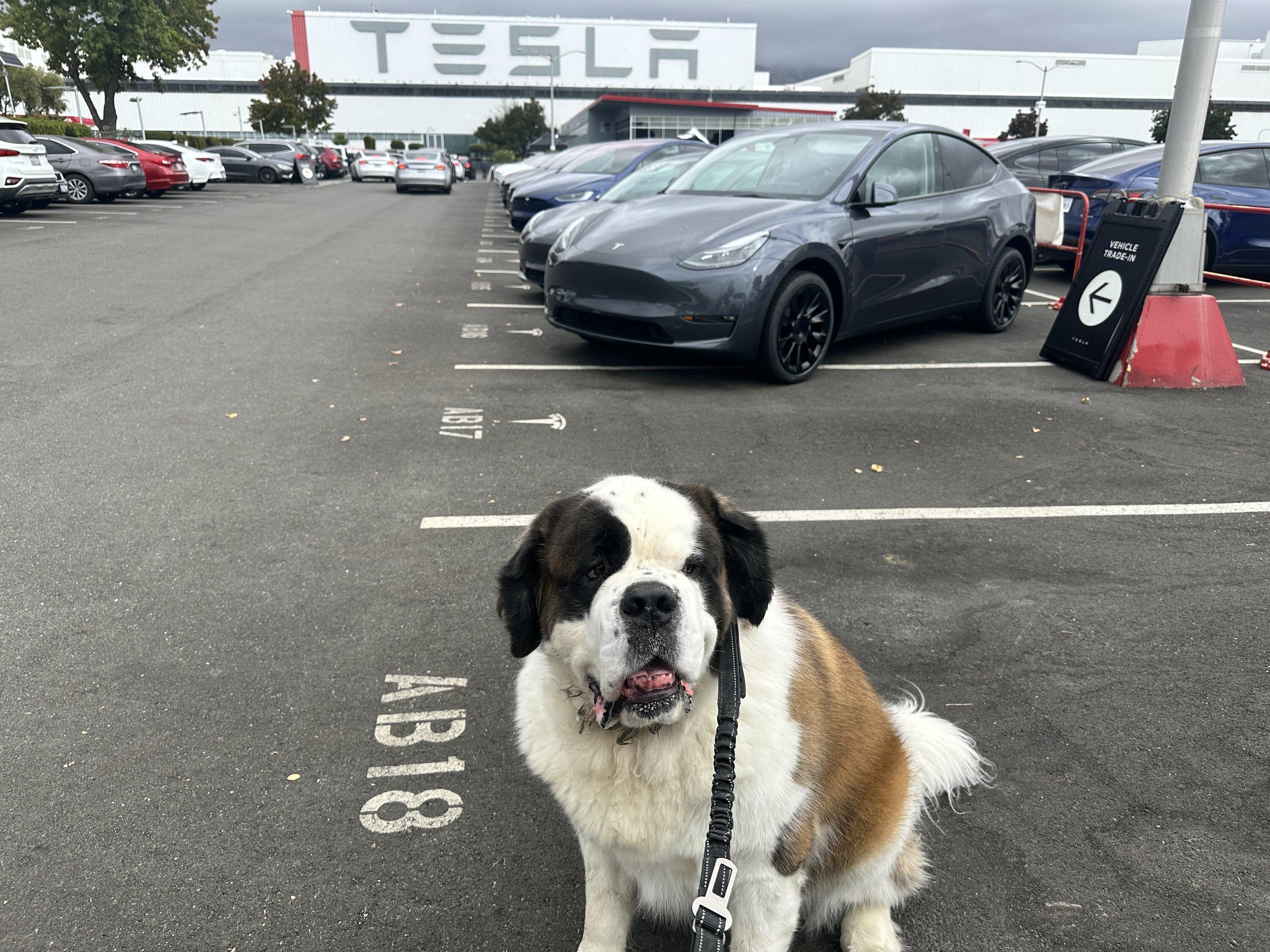 Tesla Cybertruck Spotted VIN 1228 - Mfg Plates - Fremont Factory. Good build quality IMG_5191