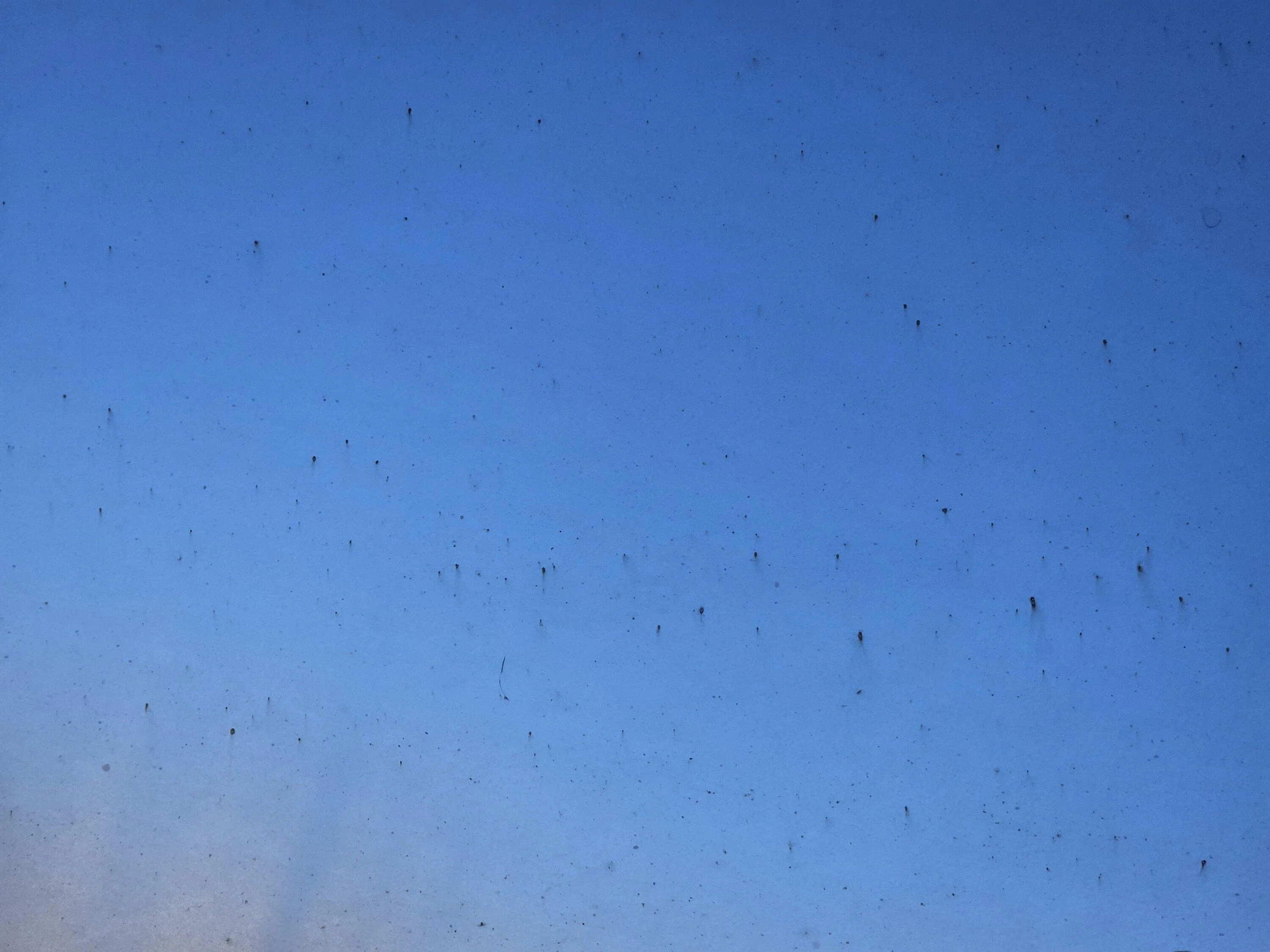 Tesla Cybertruck Cybertruck spots/corrosion 20240212_100723