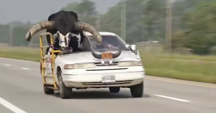 Tesla Cybertruck Cybertruck gets Horns 🦄 230831-bull-shotgun-mn-0945-5df0e4