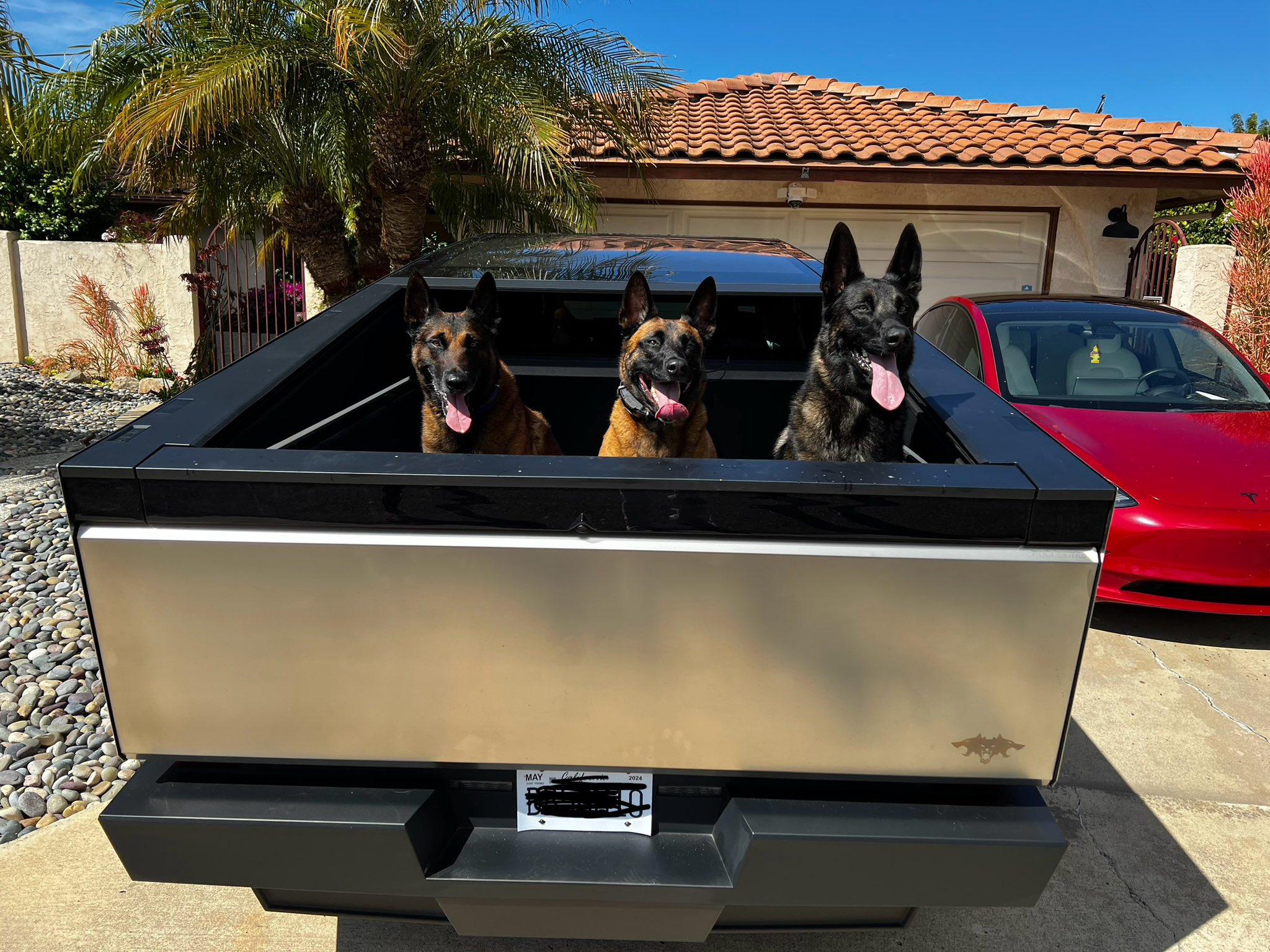Tesla Cybertruck My Cyberbeast came with 3 Guard Dogs! cybeast 3 dogs