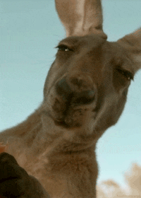 b556fcde51a07b839879ec66e7fe6588_w200.gif