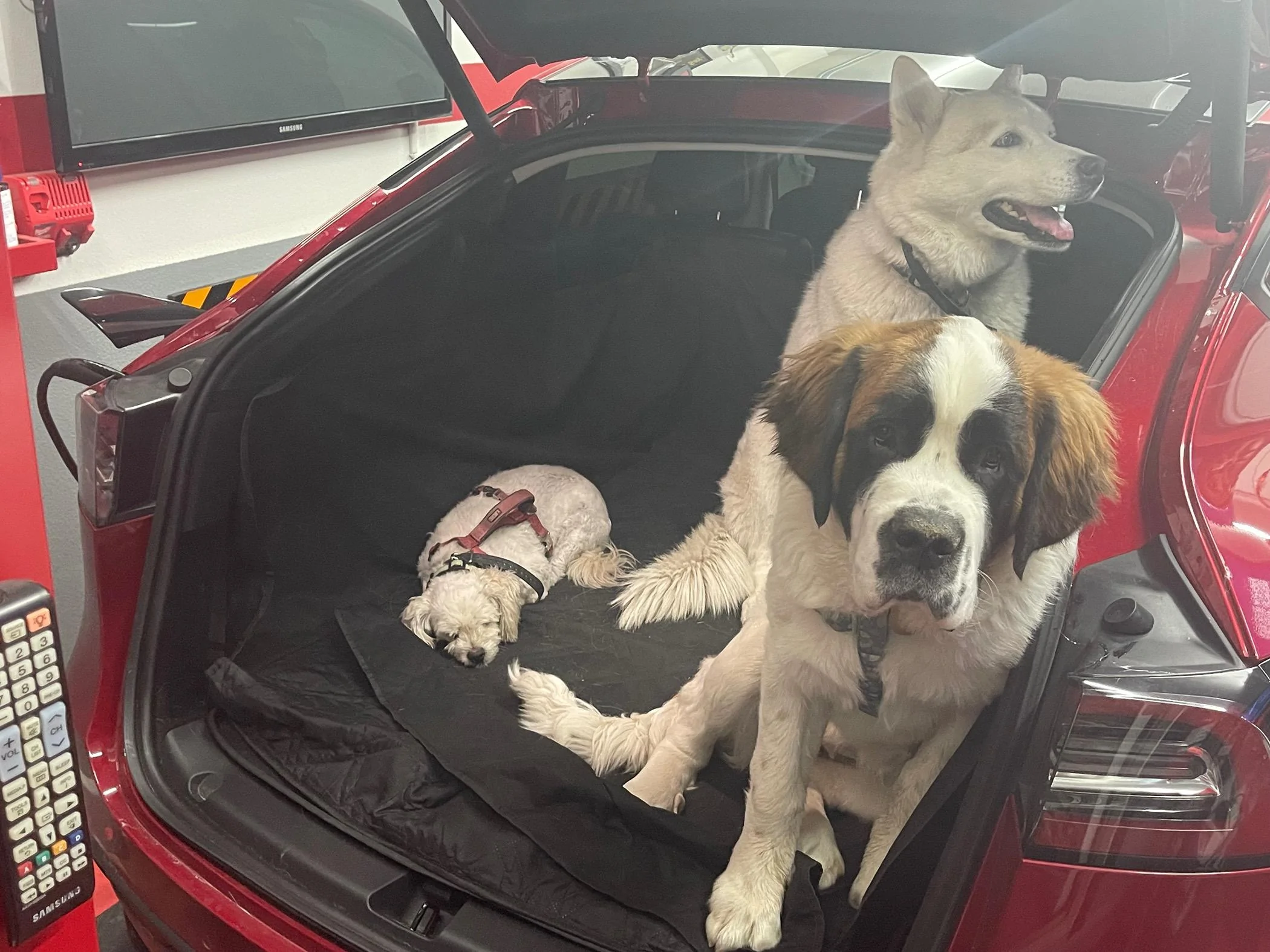 Tesla Cybertruck Dealing with Dogs / Dog Management IMG_8830