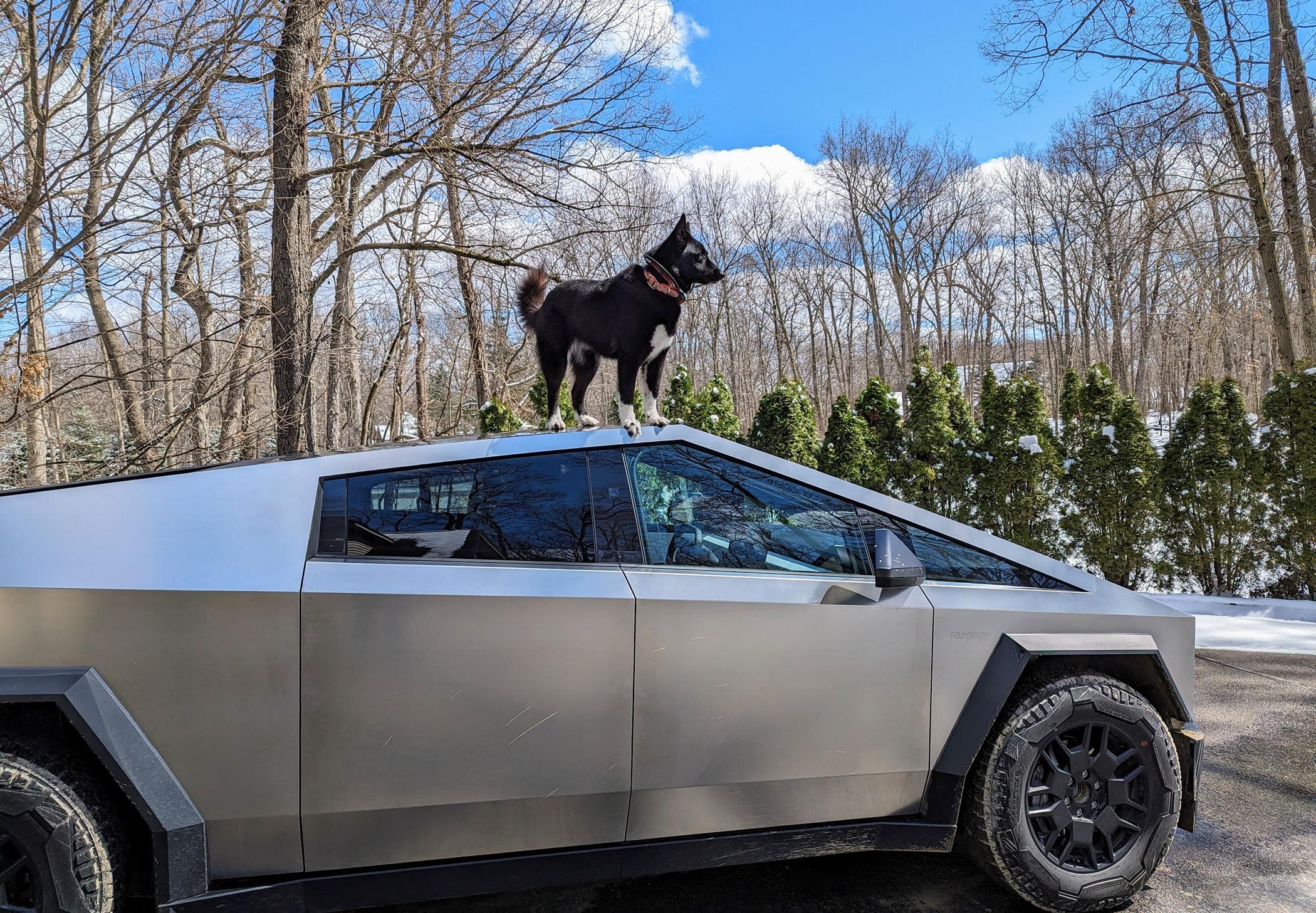 Tesla Cybertruck Show your Cybertruck Puppy 🐶, Cat 😺, llama, 🦙 or anything else. PXL_20240323_180658135