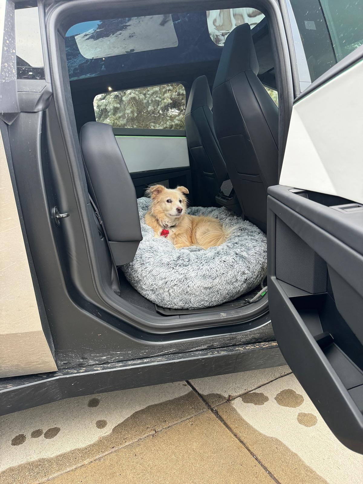 Tesla Cybertruck Show your Cybertruck Puppy 🐶, Cat 😺, llama, 🦙 or anything else. IMG_1082