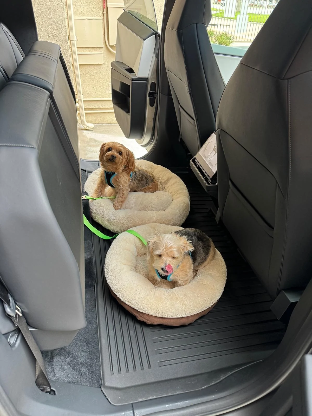 Tesla Cybertruck Best solution for small dogs in back seat area of the Cybertruck? IMG_6267