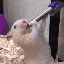 Tesla Cybertruck Cyberbeast waiting room hamster-drink