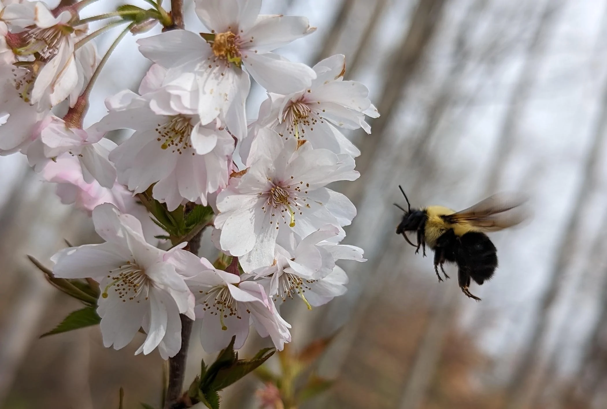 Tesla Cybertruck Background worthy pictures! Bee in Flight 20240331