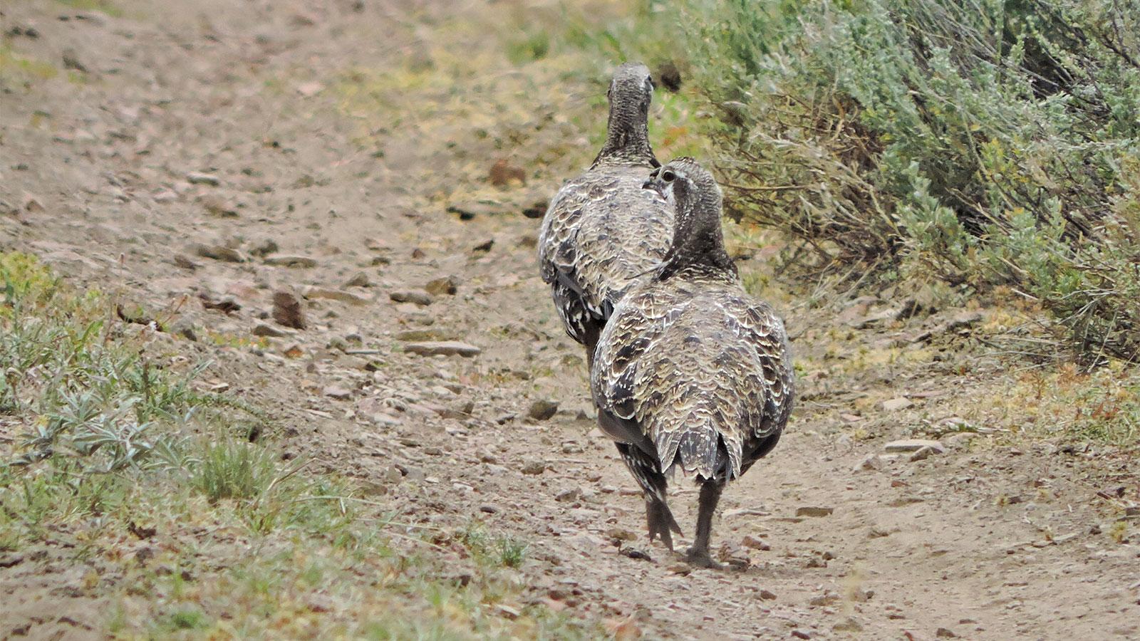 Tesla Cybertruck Showdown in Nevada - The Battle of Thacker Pass Sage-Grouse