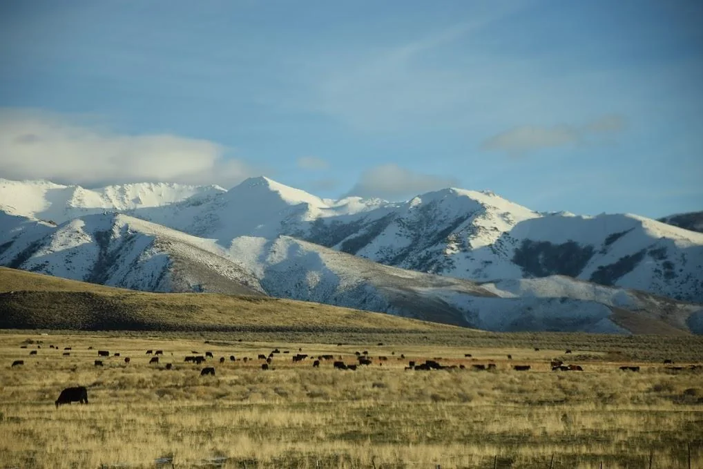 Tesla Cybertruck Showdown in Nevada - The Battle of Thacker Pass Nevada-Orovada-cows-mountains