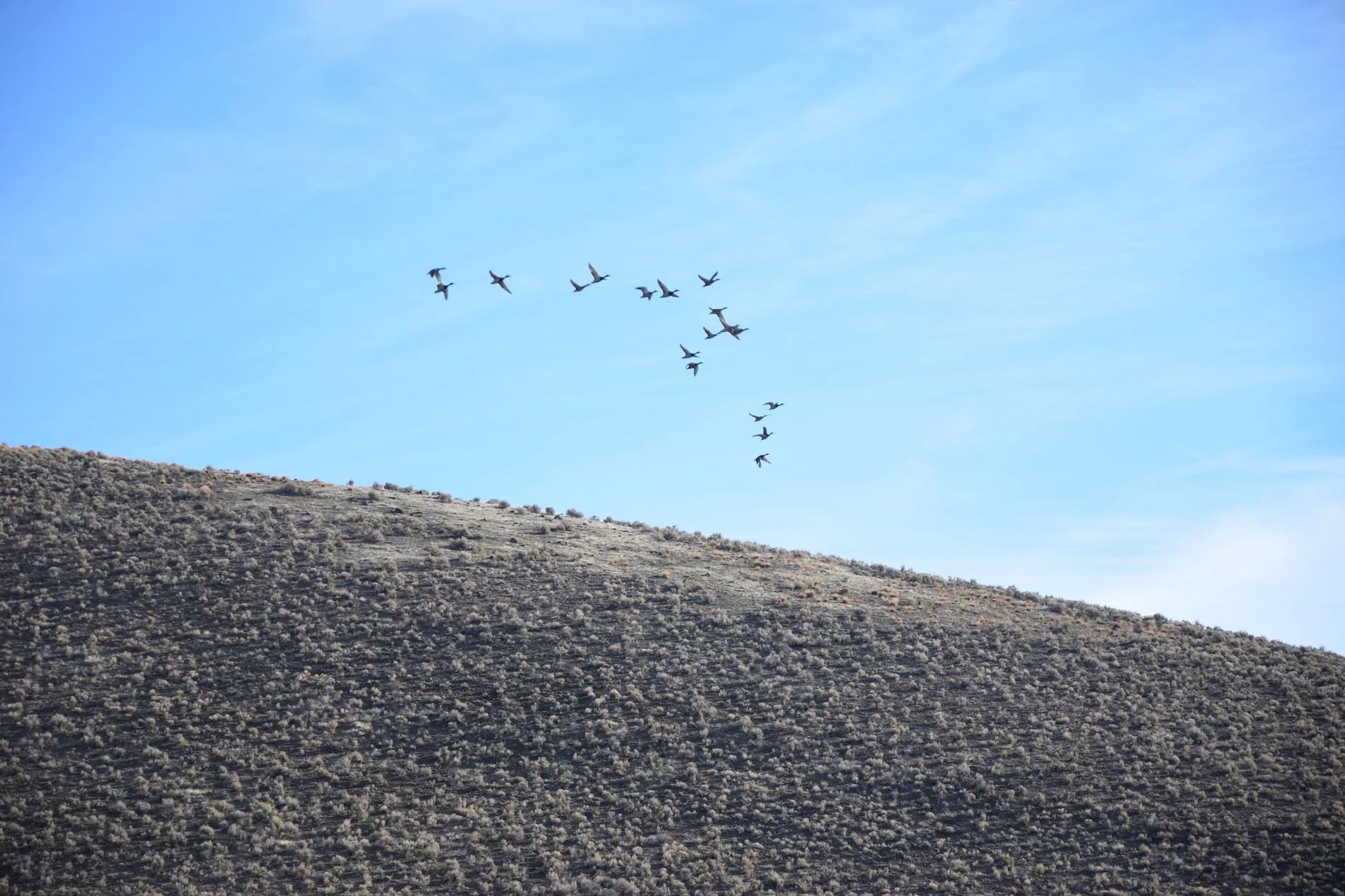 Tesla Cybertruck Showdown in Nevada - The Battle of Thacker Pass Nevada-Great-Basic-birds-wildnerness-1