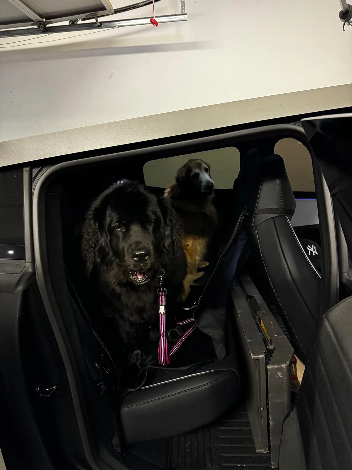 Tesla Cybertruck Introducing the MARSACCS Cybertruck Pet Cover for Dogs & Pets – Share Your Thoughts! IMG_1825