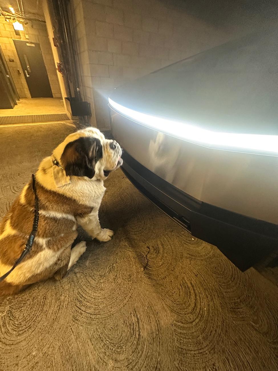 Tesla Cybertruck Beast with a Beast (dog) IMG_0777