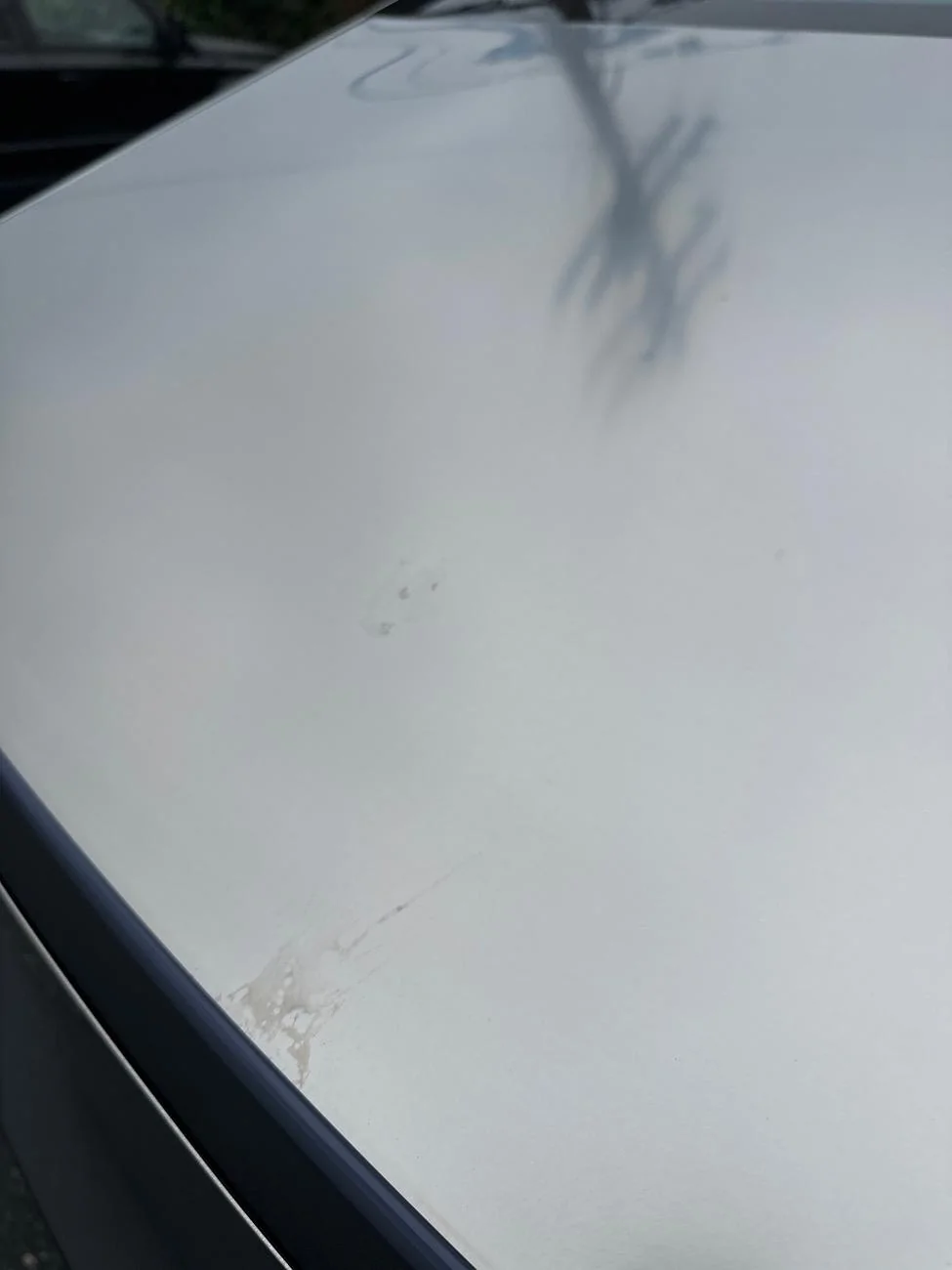 Tesla Cybertruck Bird poop stain solutions? imag