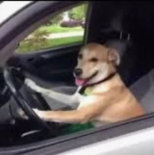 Tesla Cybertruck PSA: Dog Mode unsecure!! Door opened by dogs IMG_3313