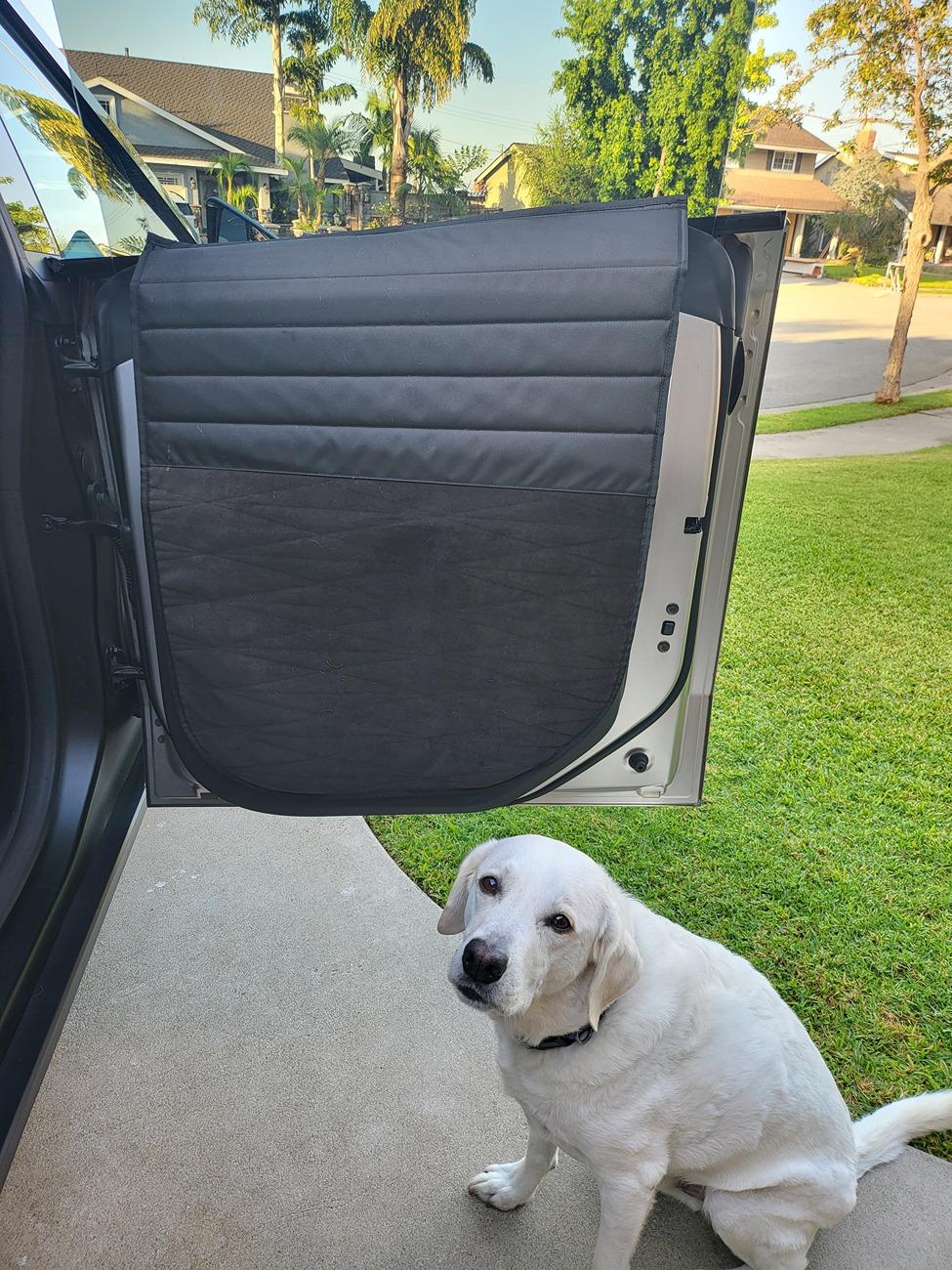 Tesla Cybertruck PSA: Dog Mode unsecure!! Door opened by dogs 20240722_070921