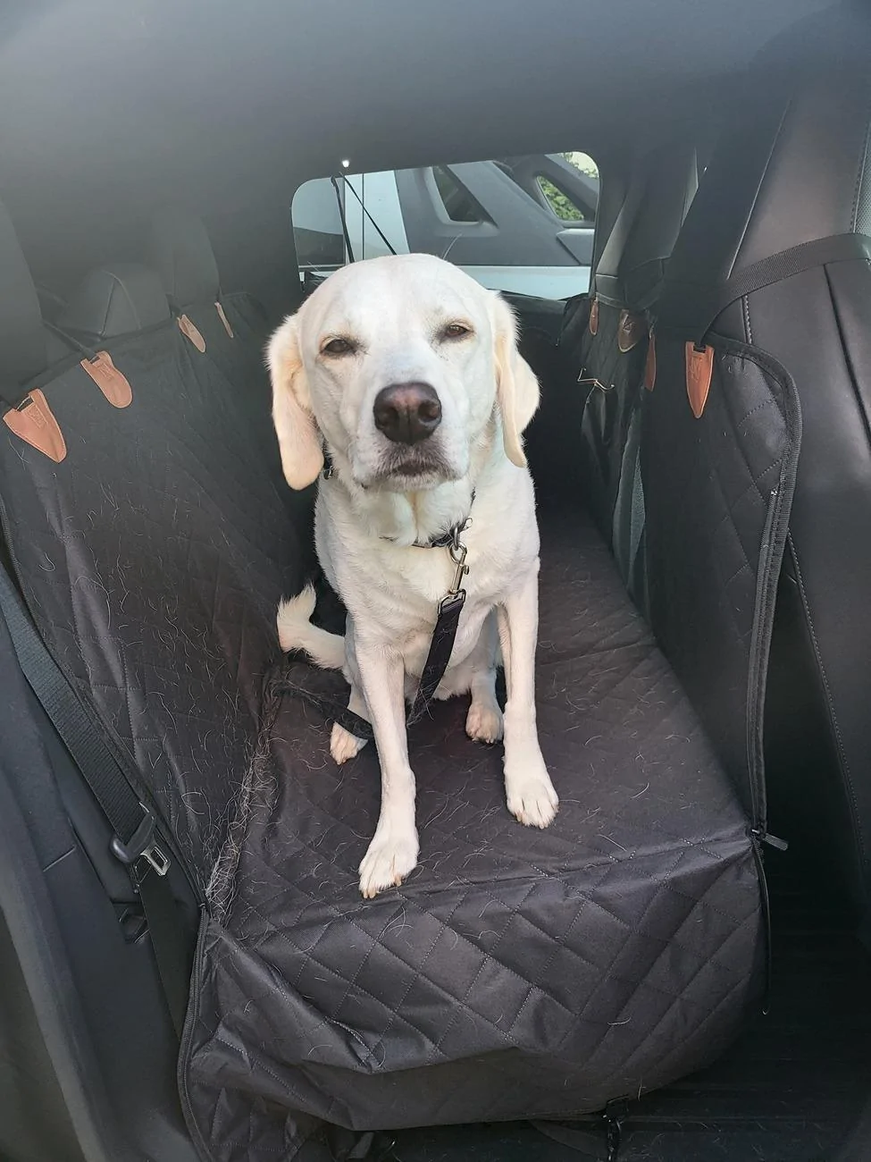 Tesla Cybertruck PSA: Dog Mode unsecure!! Door opened by dogs 20240722_071025