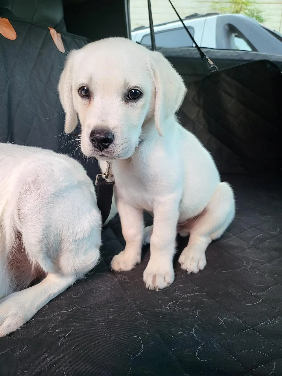 Tesla Cybertruck PSA: Dog Mode unsecure!! Door opened by dogs 20240722_071555
