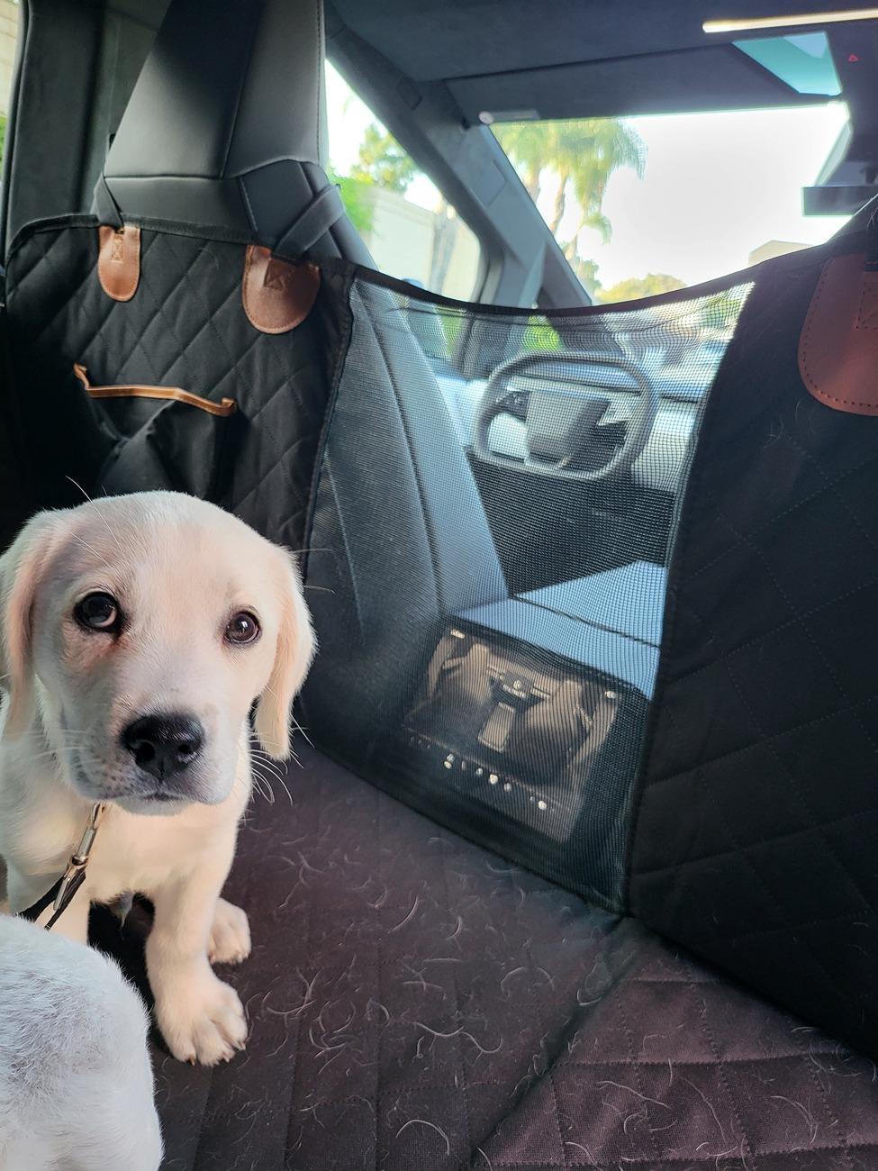 Tesla Cybertruck PSA: Dog Mode unsecure!! Door opened by dogs 20240722_071549
