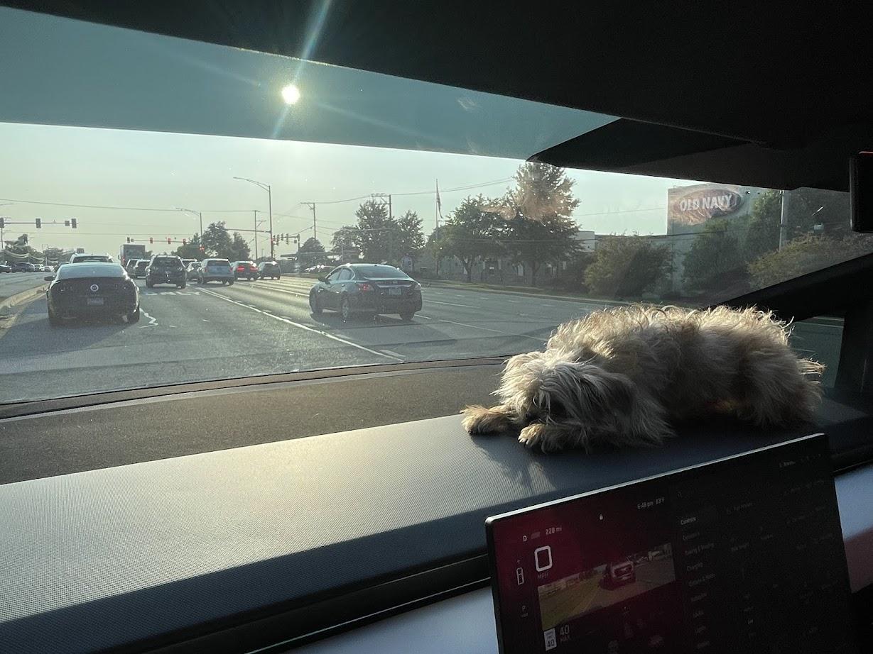 Tesla Cybertruck Pet Friendly Accessories for Your Cybertruck - What Would You Like to See? IMG_3103