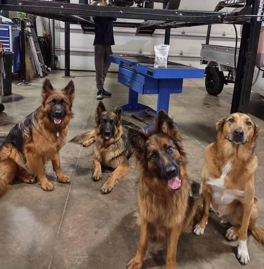 Tesla Cybertruck Dog Days of Summer.  FREE shipping! shop bosses