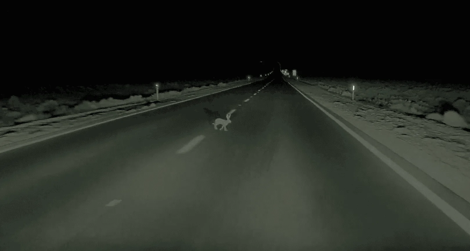 Tesla Cybertruck Would FSD Save My CT From a Deer and the Deer itself :) 1724192863492-7l